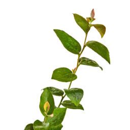 PLANTA DE ARÁNDANO BILOXI,  <br> TAMAÑO GRANDE